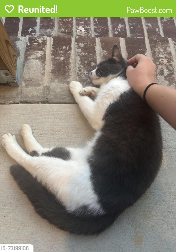Reunited Female Cat last seen In between Blue Springs Rd S and Dalton Pike, near Helms Ln SE and SE Helmshurst Ln, Cleveland, TN 37323