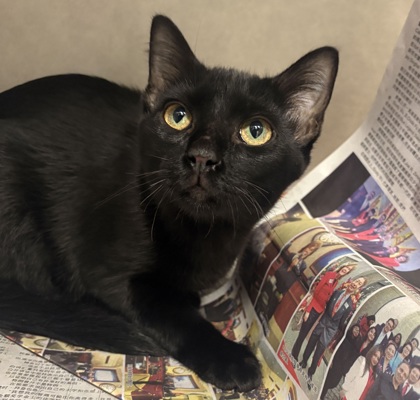 Shelter Stray Male Cat last seen Southwest Pkwy/ Welsh Ave, City of College Station, TX, 5359 Leonard Rd, Bryan, TX 77807, USA