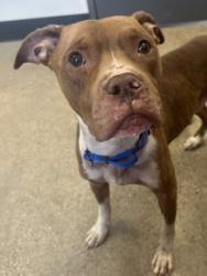 Shelter Stray Male Dog last seen E 67 & Central, 3rd District, OH, 9203 Detroit Ave, Cleveland, OH 44102, USA