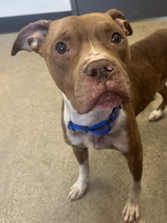 Shelter Stray Male Dog last seen E 67 & Central, 3rd District, OH, 9203 Detroit Ave, Cleveland, OH 44102, USA