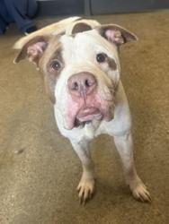 Shelter Stray Female Dog last seen W 25 & Mapledale, 2nd District, OH, 9203 Detroit Ave, Cleveland, OH 44102, USA