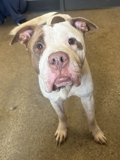 Shelter Stray Female Dog last seen W 25 & Mapledale, 2nd District, OH, 9203 Detroit Ave, Cleveland, OH 44102, USA