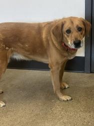 Shelter Stray Female Dog last seen Near Monroe, 2nd District, OH, 9203 Detroit Ave, Cleveland, OH 44102, USA