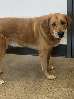 Shelter Stray Female Dog last seen Near Monroe, 2nd District, OH, 9203 Detroit Ave, Cleveland, OH 44102, USA