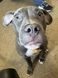 Shelter Stray Male Dog last seen E 175 & St Clair, 4th District, OH, 9203 Detroit Ave, Cleveland, OH 44102, USA