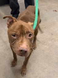 Shelter Stray Male Dog last seen Near E 108, 5th District, OH, 9203 Detroit Ave, Cleveland, OH 44102, USA