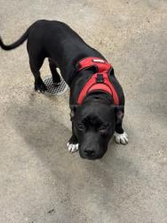 Shelter Stray Female Dog last seen , , OH, 9203 Detroit Ave, Cleveland, OH 44102, USA