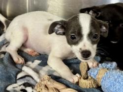 Shelter Stray Male Dog last seen Near blk oak timber-FH, FOREST HILL, TX, 3961 Bluebell Dr, Everman, TX 76140, USA