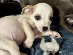 Shelter Stray Male Dog last seen Near blk oak timber-FH, FOREST HILL, TX, 3961 Bluebell Dr, Everman, TX 76140, USA