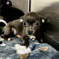 Shelter Stray Female Dog last seen Near blk oak timber-FH, FOREST HILL, TX, 3961 Bluebell Dr, Everman, TX 76140, USA