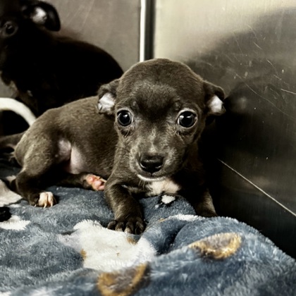 Shelter Stray Female Dog last seen Near blk oak timber-FH, FOREST HILL, TX, 3961 Bluebell Dr, Everman, TX 76140, USA