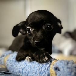 Shelter Stray Female Dog last seen Near blk oak timber-FH, FOREST HILL, TX, 3961 Bluebell Dr, Everman, TX 76140, USA