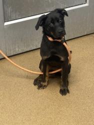 Shelter Stray Female Dog last seen Near SALEM RD Lithonia, 30038, 30038, GA, 3280 Chamblee Dunwoody Rd, Chamblee, GA 30341, USA