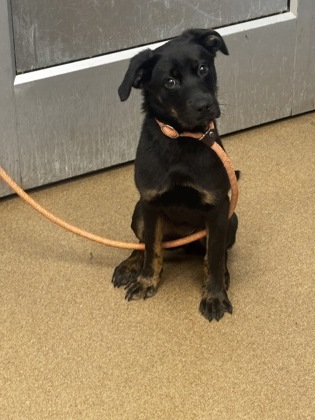 Shelter Stray Female Dog last seen Near SALEM RD Lithonia, 30038, 30038, GA, 3280 Chamblee Dunwoody Rd, Chamblee, GA 30341, USA
