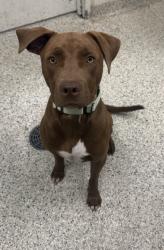Shelter Stray Male Dog last seen Scaritt and White Ave, KCMO, 64123, 64123, MO, 7077 Elmwood Ave, Kansas City, MO 64132, USA