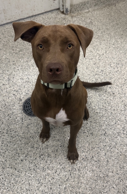 Shelter Stray Male Dog last seen Scaritt and White Ave, KCMO, 64123, 64123, MO, 7077 Elmwood Ave, Kansas City, MO 64132, USA