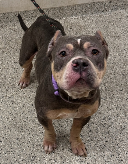 Shelter Stray Female Dog last seen Near E 69th Street, 64132, MO, 7077 Elmwood Ave, Kansas City, MO 64132, USA