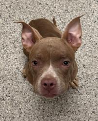 Shelter Stray Female Dog last seen Near Pennsylvania Ave, 64114, MO, 7077 Elmwood Ave, Kansas City, MO 64132, USA