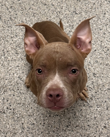 Shelter Stray Female Dog last seen Near Pennsylvania Ave, 64114, MO, 7077 Elmwood Ave, Kansas City, MO 64132, USA