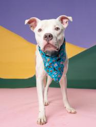 Shelter Stray Male Dog last seen Near Bayard st, East Point, GA, 1251 Fulton Industrial Blvd NW, Atlanta, GA 30336, USA