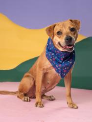 Shelter Stray Female Dog last seen Mercer Ave & Napoleon St, Atlanta, GA, 1251 Fulton Industrial Blvd NW, Atlanta, GA 30336, USA