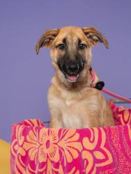Shelter Stray Female Dog last seen Near RICO RD, Palmetto, GA, 1251 Fulton Industrial Blvd NW, Atlanta, GA 30336, USA