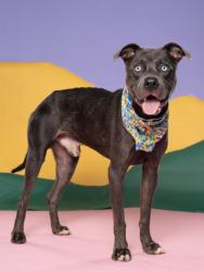 Shelter Stray Male Dog last seen Near loverwood court, Atlanta, GA, 1251 Fulton Industrial Blvd NW, Atlanta, GA 30336, USA