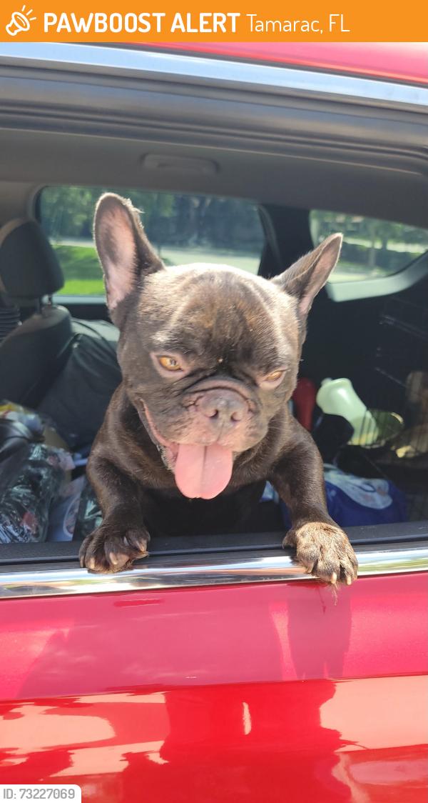 Found/Stray Male Dog last seen Near 7499 NW 72nd St Tamarac, FL 33321 United States, Tamarac, FL 33321