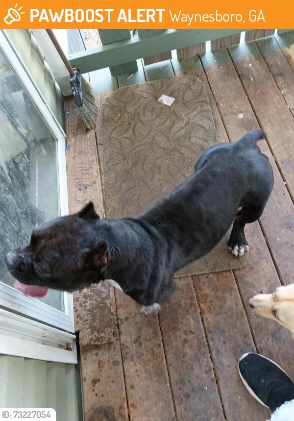Found/Stray Male Dog last seen Gregory rd, Waynesboro, GA 30830