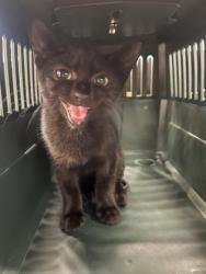 Shelter Stray Female Cat last seen Near Almand Dr, Atlanta, GA, 1251 Fulton Industrial Blvd NW, Atlanta, GA 30336, USA