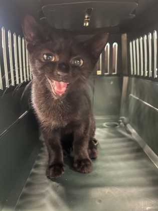 Shelter Stray Female Cat last seen Near Almand Dr, Atlanta, GA, 1251 Fulton Industrial Blvd NW, Atlanta, GA 30336, USA