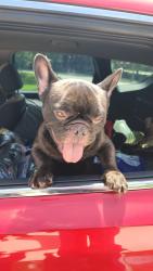 Found/Stray Male Dog last seen Near 7499 NW 72nd St Tamarac, FL 33321 United States, Tamarac, FL 33321