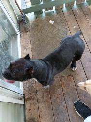 Found/Stray Male Dog last seen Gregory rd, Waynesboro, GA 30830