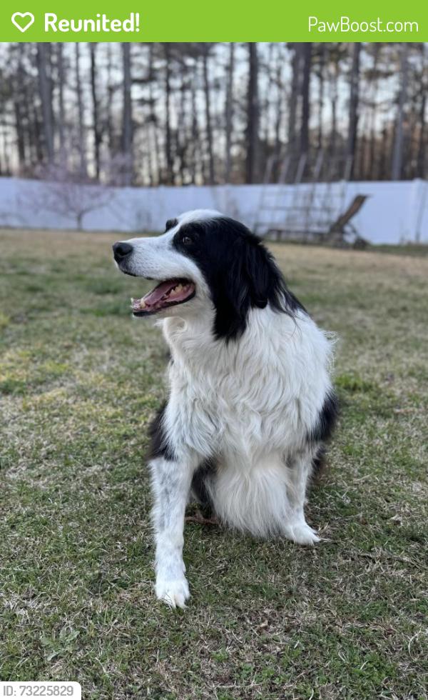 Reunited Male Dog last seen Buck Branch Rd, Pittsboro, NC, Chatham County, NC 27312