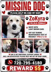 Lost Female Dog last seen Evans and havana, Aurora, CO 80247