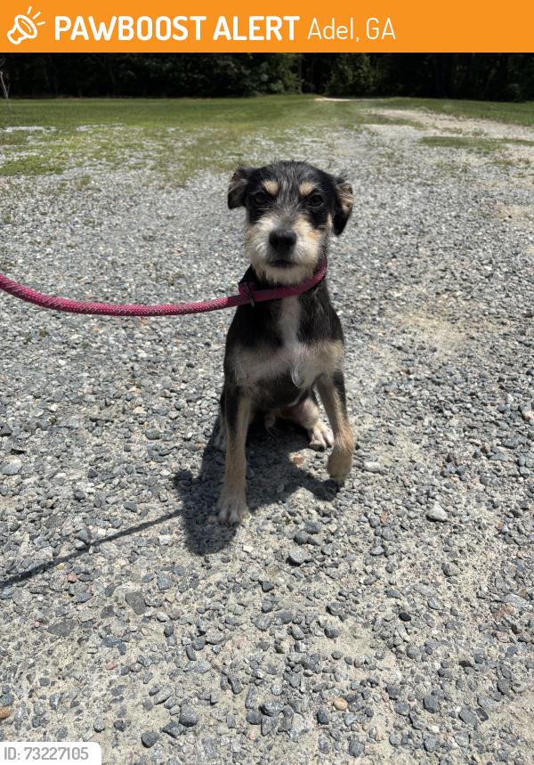 Found/Stray Male Dog last seen Near bozeman rd, Adel, GA 31620