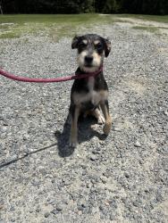 Found/Stray Male Dog last seen Near bozeman rd, Adel, GA 31620