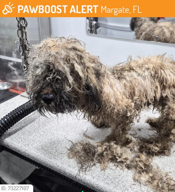 Found/Stray Male Dog last seen Near South State Road 7, Margate, FL 33068