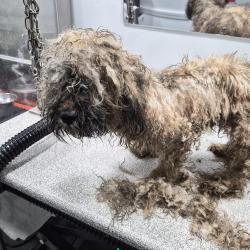 Found/Stray Male Dog last seen Near South State Road 7, Margate, FL 33068