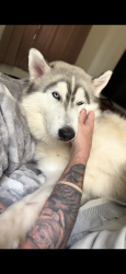 Lost Male Dog last seen Not sure, Ocala, FL 34471
