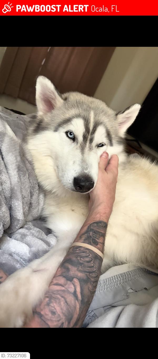 Lost Male Dog last seen Not sure, Ocala, FL 34471