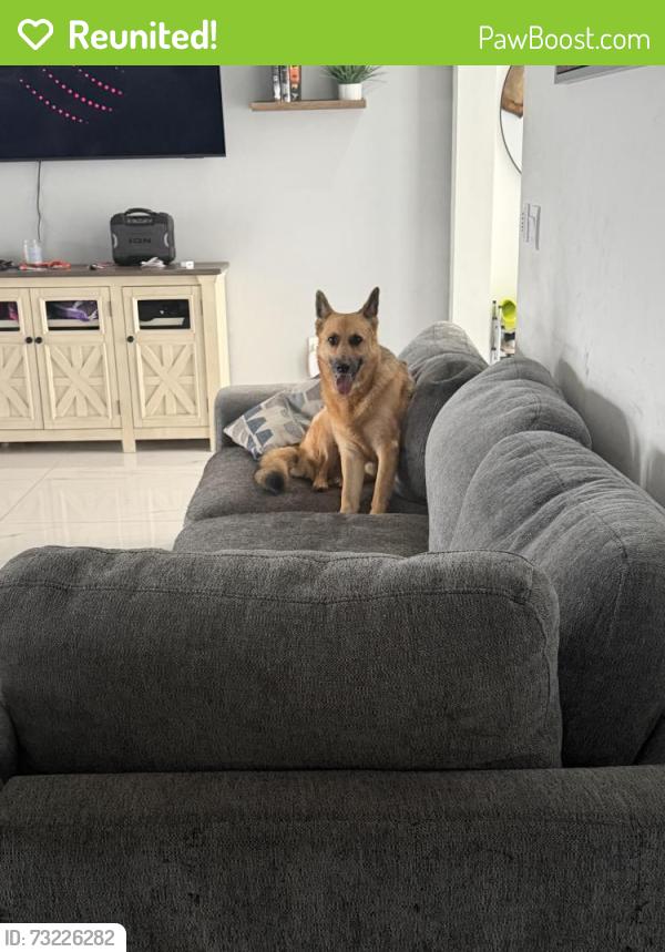 Reunited Female Dog last seen Sam’s Club, Cape Coral, FL 33993