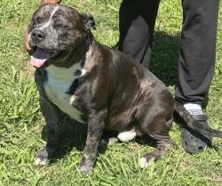 Lost Male Dog last seen Near Edinburg dr, Kannapolis, NC 28082