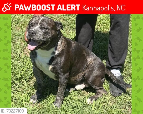 Lost Male Dog last seen Near Edinburg dr, Kannapolis, NC 28082