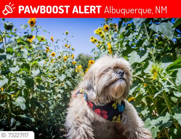Lost Male Dog last seen Blue castle, Albuquerque, NM 87105