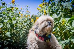 Lost Male Dog last seen Blue castle, Albuquerque, NM 87105