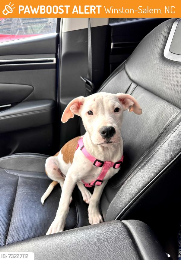 Found/Stray Female Dog last seen Calvary Day School Soccer Field, Winston-Salem, NC 27104