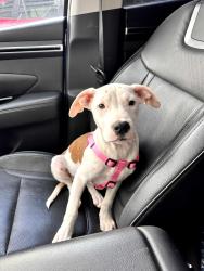 Found/Stray Female Dog last seen Calvary Day School Soccer Field, Winston-Salem, NC 27104