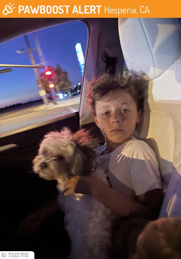 Found/Stray Unknown Dog last seen Farmington & knoll ct, Hesperia, CA 92340