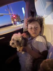 Found/Stray Unknown Dog last seen Farmington & knoll ct, Hesperia, CA 92340